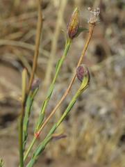 Lasiosiphon microphyllus