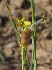 Lasiosiphon microphyllus