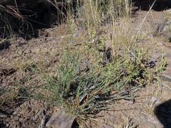 Lasiosiphon microphyllus