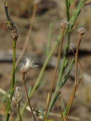 Lasiosiphon microphyllus