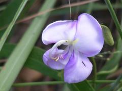 Vigna vexillata vexillata