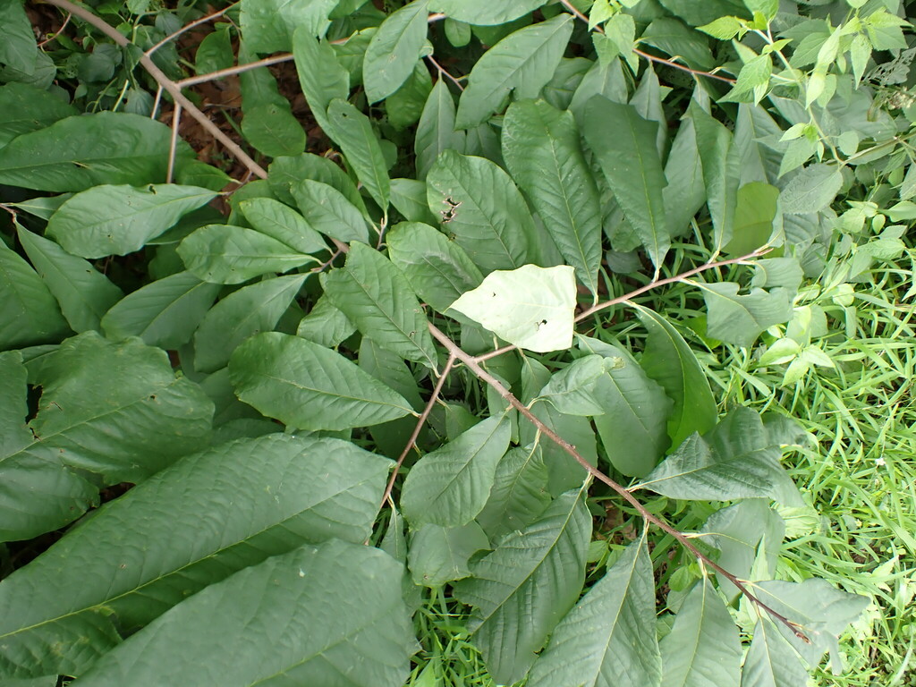 common pawpaw from Washington, MO, USA on August 15, 2023 at 01:05 PM ...