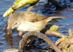 Acrocephalus scirpaceus baeticatus
