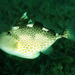 Starry Triggerfishes - Photo (c) Randall, J.E., some rights reserved (CC BY-NC)