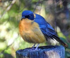 Cossypha dichroa dichroa