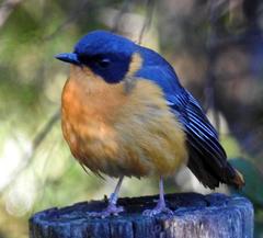 Cossypha dichroa dichroa