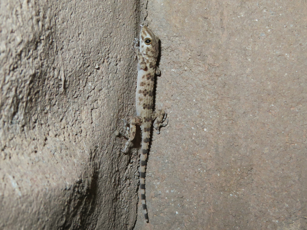 Caspian Bent-toed Gecko from Naxçıvan, Azerbaijan on August 16, 2023 at ...