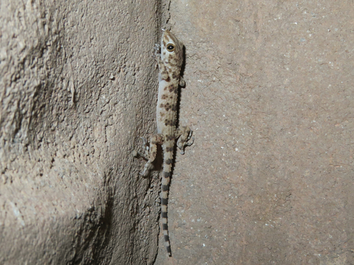 Caspian Bent-Toed Gecko, Tenuidactylus caspius
