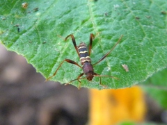 Neoclytus acuminatus