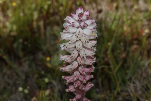 Lachenalia contaminata
