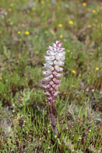 Lachenalia contaminata