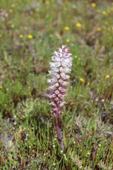 Lachenalia contaminata
