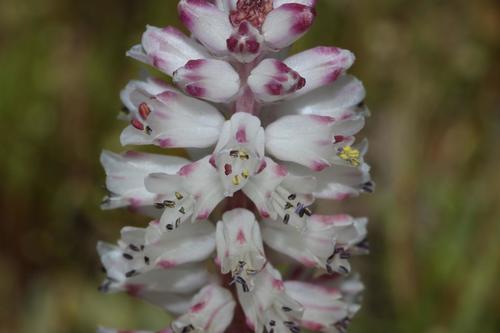 Lachenalia contaminata