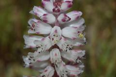 Lachenalia contaminata