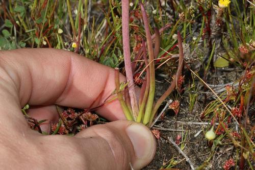 Lachenalia contaminata