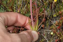 Lachenalia contaminata