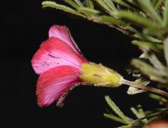 Oxalis engleriana