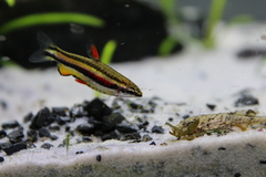 Dwarf Pencilfish photo 2