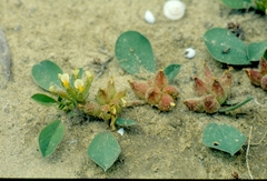 Tripodion tetraphyllum