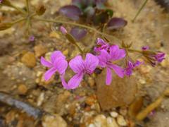 Pelargonium chelidonium