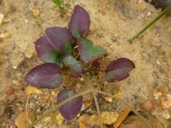 Pelargonium chelidonium