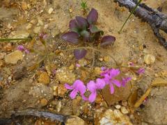 Pelargonium chelidonium