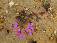 Pelargonium chelidonium
