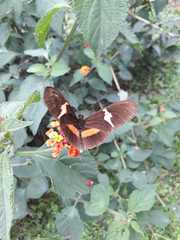 Heliconius clysonymus