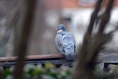 Columba palumbus