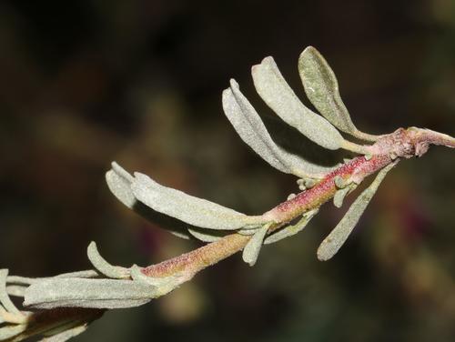 Image of Hermannia trifurca by (c) Brian du Preez, some rights reserved (CC BY-SA)