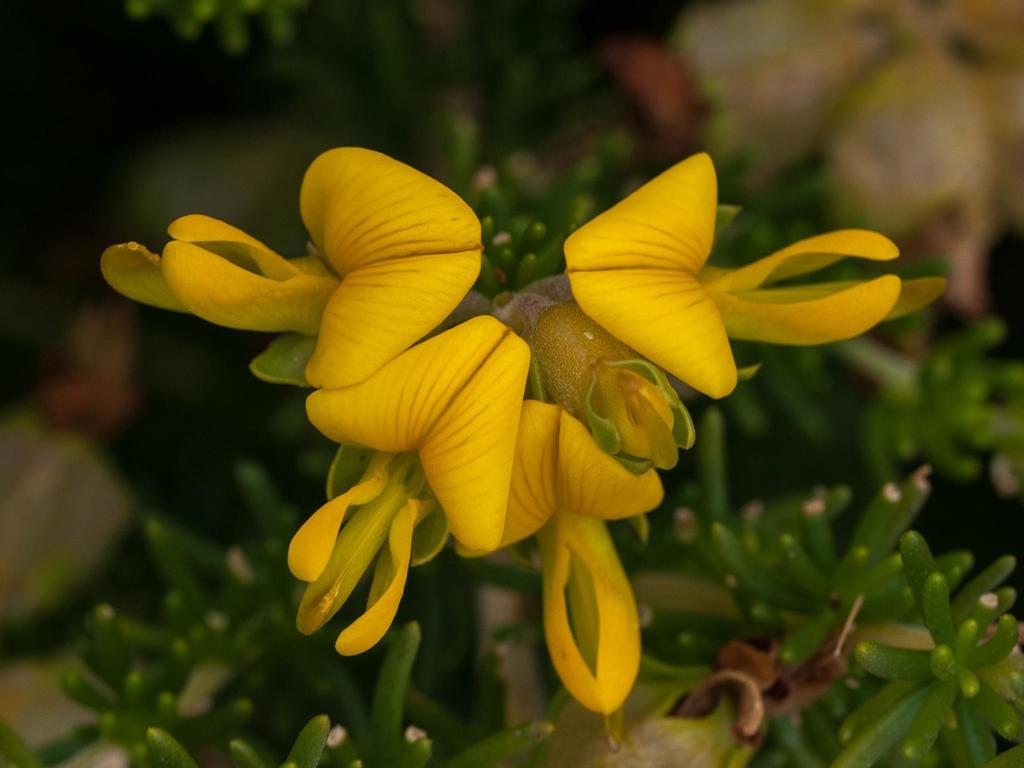 Meaty Capegorses