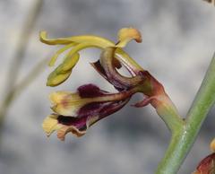 Tritoniopsis parviflora parviflora