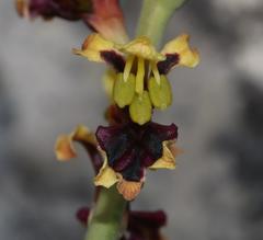 Tritoniopsis parviflora parviflora