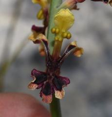 Tritoniopsis parviflora parviflora