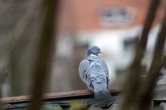 Columba palumbus