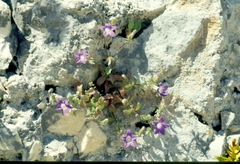 Campanula drabifolia