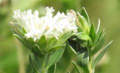 Lasiosiphon calocephalus