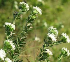 Lasiosiphon calocephalus