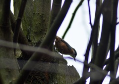 Sitta europaea