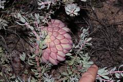 Protea sulphurea