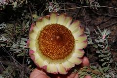 Protea sulphurea