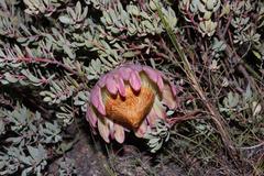 Protea sulphurea