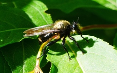 Laphria divisor