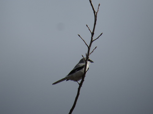 Alcaudón norteño (Lanius excubitor)