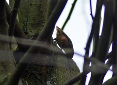 Sitta europaea