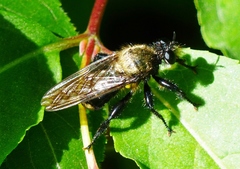 Laphria divisor