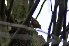 Sitta europaea