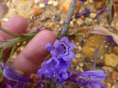 Codonorhiza elandsmontana