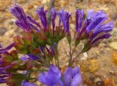 Codonorhiza elandsmontana