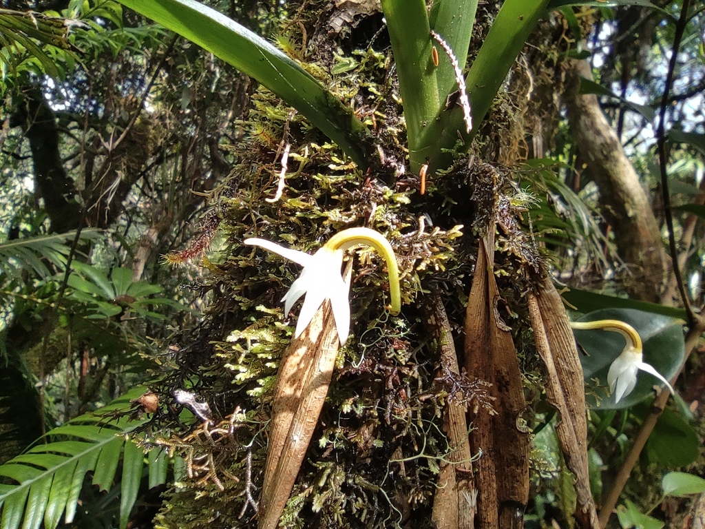 Jumellea triquetra